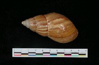 藏品(非洲大蝸牛)的圖片